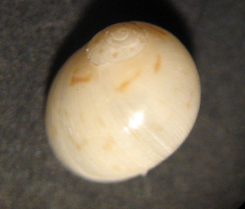 Euspira pulchella juv.